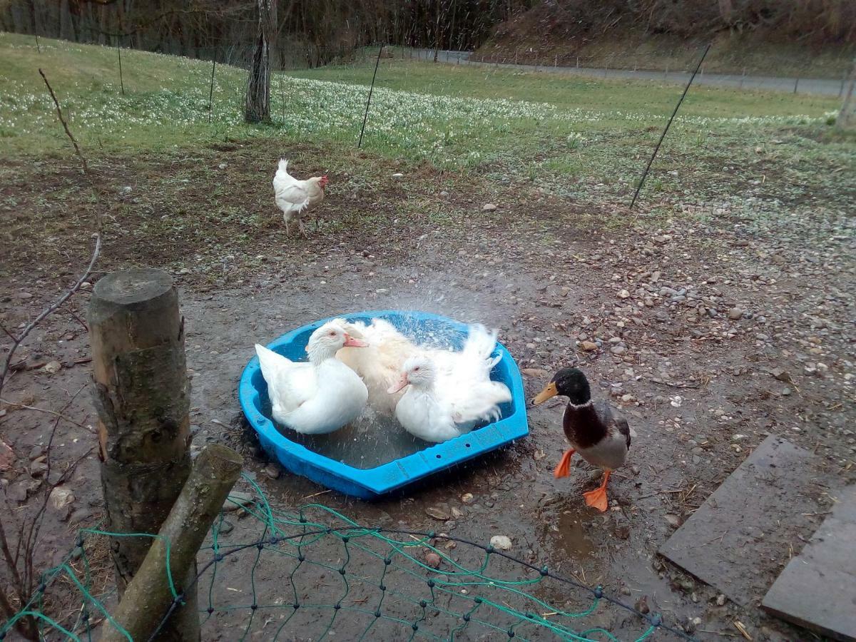 Ferienwohnung Auf Dem Lechsberg Fuchstal Exteriör bild
